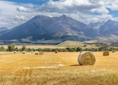 Yaz günü Wyoming 'de bir dağ sırasının önünde saman balyalarıyla tarlalar.