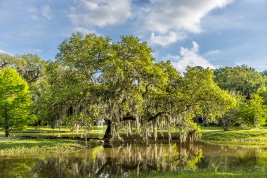 Süslü İspanyol yosunları olan bir göletin yanında kocaman tek bir ağaç.