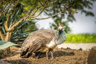 Doğal ortamdaki bir denizcinin portresi.