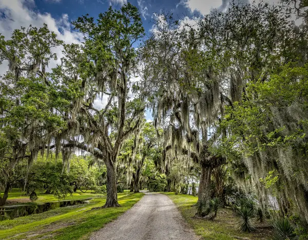Louisiana 'da yemyeşil bahar manzarası meşe ağaçları ve İspanyol yosunlarıyla