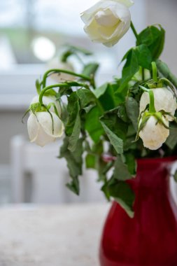 Modern evin penceresinde kurumuş beyaz çiçekli kırmızı cam vazo.. 