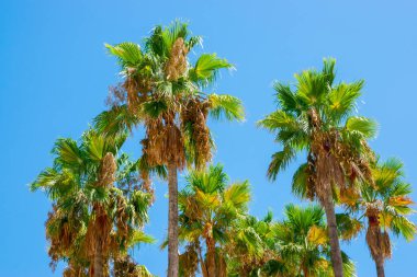 Yaz zamanı turizm ve tatil ve güneş havası. İspanya 'da gökyüzü arka planlı egzotik palmiye ağaçları. 