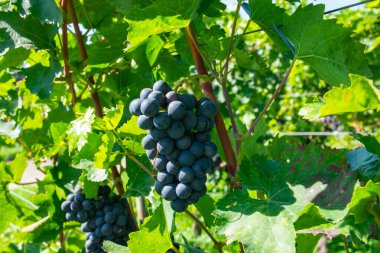 Yaz hasadında üzüm bağları. Güneşli havada büyük bir demet kırmızı şarap üzümü..