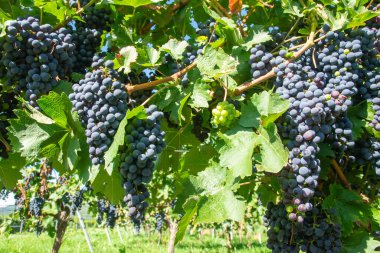 Vineyards in summer harvest. Large bunches of red wine grapes in sunny weather. clipart