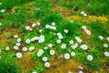Yeşil çimen bahçesinde güneşli bir günde bahar beyaz çiçekleri. Bahar arka planı. Papatya çayı.