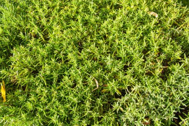 Yeşil doğal doku arka planı. Bahçedeki parlak çimlerin manzarası.