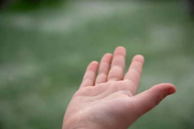 Helty cilt. Bahçedeki kar tanesinin çocuk yakalayıcısı. Yeşil doğal arkaplan. 