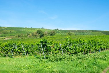 Vineyards in summer harvest. Large bunches of red and white wine grapes in sunny weather. clipart