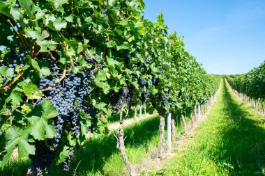 Yaz hasadında üzüm bağları. Güneşli havada büyük bir demet kırmızı şarap üzümü..