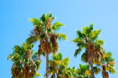 İspanya 'da gökyüzü geçmişi olan egzotik palmiye ağaçları. Yaz ve güneş havası.