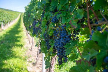 Üzüm bağında büyük miktarda kırmızı şarap üzümü. Sıralar dolusu üzüm ağacı. Şarap üretimi için yeşil üzüm bağları.