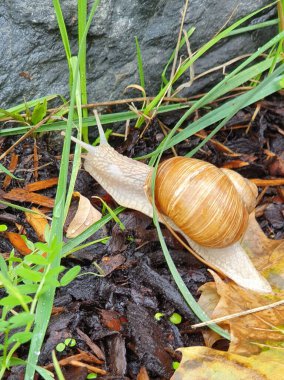 Sonbahar bahçesinde salyangoz yolda. Doğa arkaplanı. 