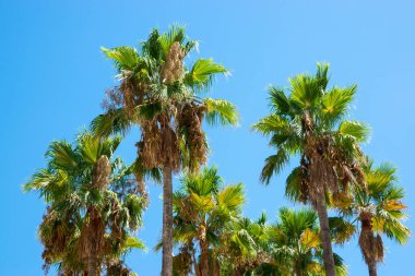İspanya 'da gökyüzü geçmişi olan egzotik palmiye ağaçları. Yaz ve güneş havası.