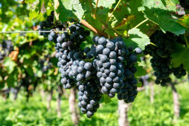 Üzüm bağında büyük miktarda kırmızı şarap üzümü. Sıralar dolusu üzüm ağacı. Şarap üretimi için yeşil üzüm bağları.