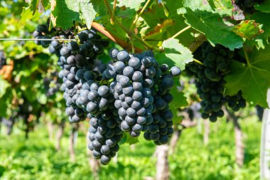 Üzüm bağında büyük miktarda kırmızı şarap üzümü. Sıralar dolusu üzüm ağacı. Şarap üretimi için yeşil üzüm bağları.