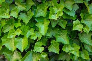 Yaz mevsiminde yeşil yaprakların arka planı. Doğal arkaplan ve duvar kağıdı.