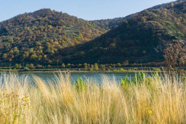 Yazın dağ nehrinin güzel manzarası. Nehir bir dağ gölünden akar. Çimen, su, çiçekler ve taşlar.
