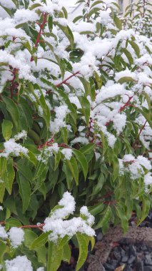 Ağaçların ve çalıların yapraklarının üzerinde kar. Kış doğası geçmişi.