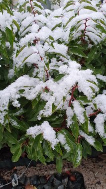 Ağaçların ve çalıların yapraklarının üzerinde kar. Kış doğası geçmişi.