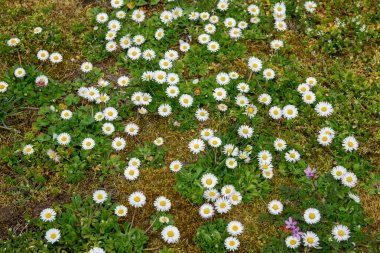 Yeşil çimen bahçesinde güneşli bir günde bahar beyaz çiçekleri. Bahar arka planı. Papatya çayı.