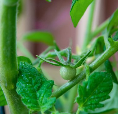 Bahar bahçesinde küçük yeşil domatesli çalı. 