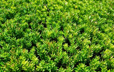 Yeşil çimen desenli arka plan Bahçedeki parlak çimlerin görüntüsü.