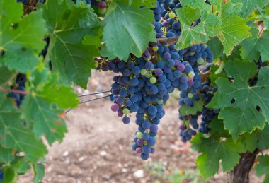 Sonbahar hasadında üzüm bağları. Büyük miktarda kırmızı şarap üzümü. Doğa arkaplanı.