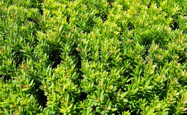 Yeşil çimen desenli arka plan Bahçedeki parlak çimlerin görüntüsü.