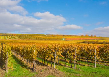 Sarı, portakal yaprakları ve sonbahar üzüm bağları evlerin yanında. Doğa renkli arkaplan.