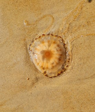 Deniz kenarındaki kumsalda büyük şeffaf denizanası. Deniz, yaz, dinlenme ve seyahat.