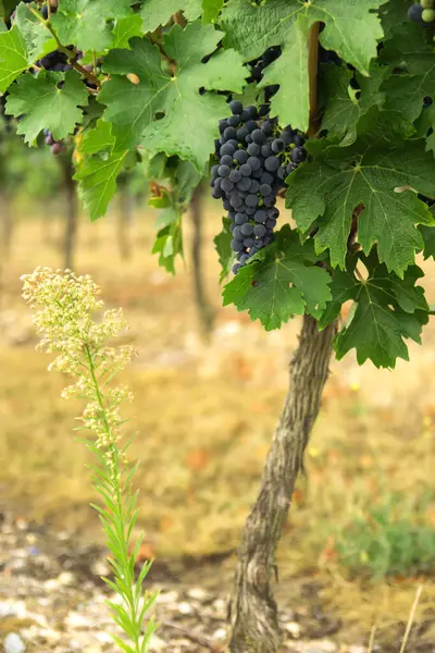 Sonbahar hasadında üzüm bağları. Güneşli bir günde büyük miktarda kırmızı şarap üzümü. Doğa arkaplanı.