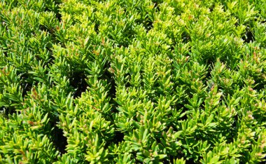 Yeşil çimen desenli arka plan Bahçedeki parlak çimlerin görüntüsü.