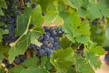 Yaz hasadında üzüm bağları. Yazın güneşli havalarda büyük miktarda kırmızı şarap üzümü..