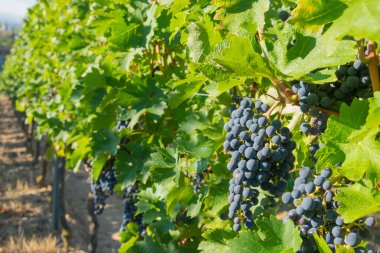 Yaz hasadında üzüm bağları. Güneşli havada büyük bir demet kırmızı şarap üzümü..
