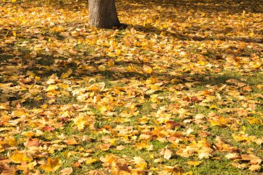 Sarı ve turuncu yapraklar sonbahar ormanındaki ağacın yanında. Doğa renkli arkaplan.