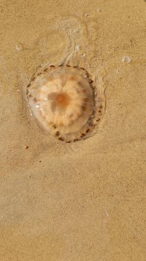 Deniz kenarındaki kumsalda büyük şeffaf denizanası. Deniz, yaz, dinlenme ve seyahat.