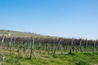 Üzüm bağlarının manzarası, çok fazla boş üzüm ağaçları ve güneşte çiçek olan yeşil gradlar. Bahar doğası arka planı.
