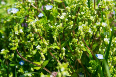 Bahar menekşesi, pembe, mavi ve beyaz çiçekler güneşli bir günde yeşil bahçede. Doğa arkaplanı.