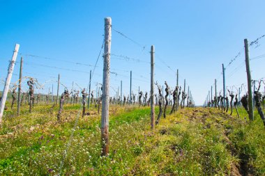 Üzüm bağlarının manzarası, çok fazla boş üzüm ağaçları ve güneşte çiçek olan yeşil gradlar. Bahar doğası arka planı.