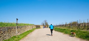 Doğayla yollarda koşan köpekli bir sporcu. Üzüm bağlarının manzarası, çok fazla boş üzüm ağaçları ve güneşte çiçek olan yeşil gradlar. Bahar doğasında spor.