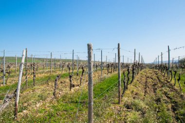Üzüm bağlarının manzarası, çok fazla boş üzüm ağaçları ve güneşte çiçek olan yeşil gradlar. Bahar doğası arka planı.