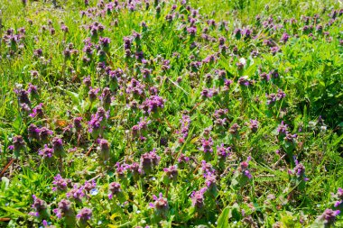 Yeşil tarlada güneşli bir günde bahar menekşesi ve mavi çiçekler. Doğa arkaplanı.