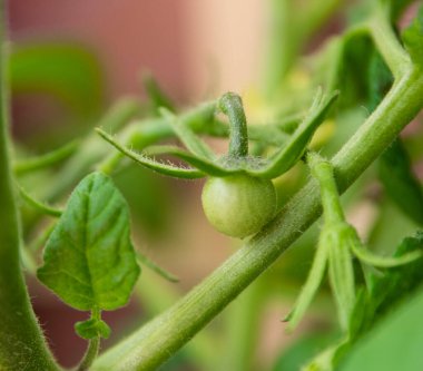 Bahar bahçesindeki taze çalıların üzerinde küçük yeşil bir domates. 