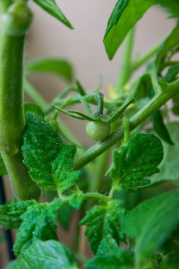 Bahar bahçesindeki taze çalıların üzerinde küçük yeşil bir domates. 