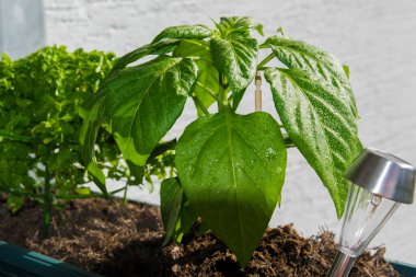 Bahar bahçesindeki kırmızı biber çalılarının yeşil yapraklı güneş pili ışığı..