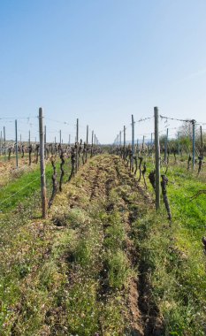 Üzüm bağlarının manzarası, çok fazla boş üzüm ağaçları ve güneşte çiçek olan yeşil gradlar. Bahar doğası arka planı.