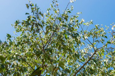 Güzel mavi gökyüzü ve bahar çiçekli yeşil yapraklı beyaz bulutlar. Bahar kartı için çiçek arkaplanı. Boşluğu kopyala