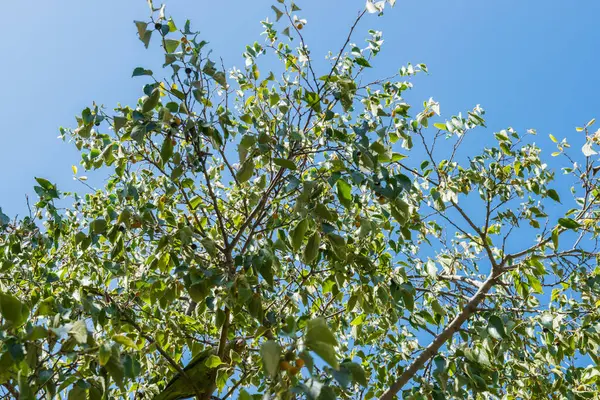 Güzel mavi gökyüzü ve bahar çiçekli yeşil yapraklı beyaz bulutlar. Bahar kartı için çiçek arkaplanı. Boşluğu kopyala