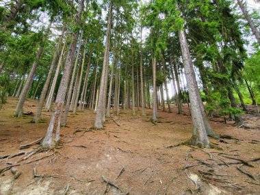 Ağaçların ve ağaçların köklerinin olduğu güzel, yeşil bir orman. Doğa yeşil ahşap güneş ışığı arka planı.