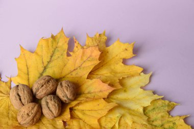 Sarı sonbahar yaprakları ve pastel leylak arka planında fındıklar. Uzayı kopyala Düz yatıyordu. Üst Manzara. Mesaj için yer var. Selamlar kompozisyon. 